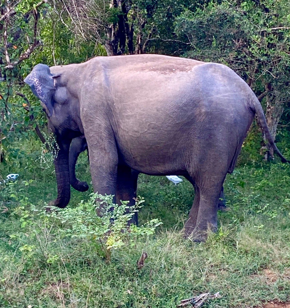Sri Lanka Part&nbsp;Two